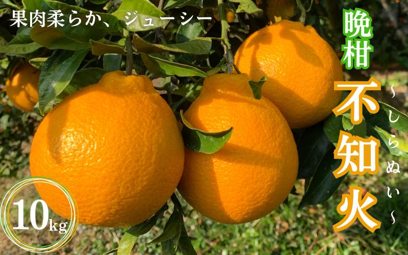 
            【先行予約】晩柑 不知火　10kg【2月上旬以降順次発送予定】 / 和歌山県 田辺市 みかん 晩生 柑橘【mrn016-2】
          