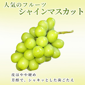 ぶどう 志賀高原 シャインマスカット 3～5房 2kg ぶどう