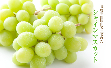 【2026年 先行予約】【訳あり品】シャインマスカット 4～5房 合計約2kg 冷蔵配送 ぶどう 葡萄 フルーツ 果物 岡山 岡山のぶどう 岡山の果物 食後 デザート 産地直送 大粒 皮ごと 種無し 
