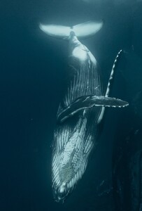 （ライセンス保持者又は同等レベル限定）『奄美大島北部』貸切チャーター船　ホエールスイム６時間　※１月中旬から３月下旬まで※