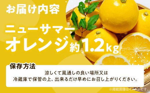  ニューサマーオレンジ（日向夏）約1.2kg　※2027年4月上旬頃から順次発送