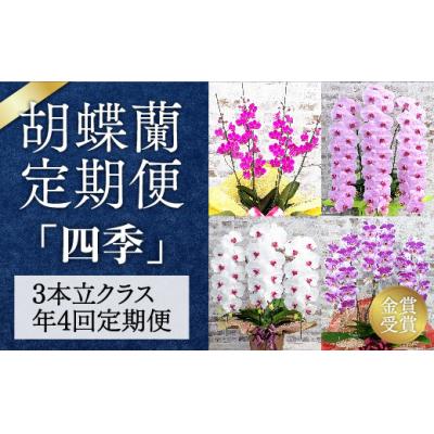 ふるさと納税 山口市 〈季節の胡蝶蘭定期便〉　A112