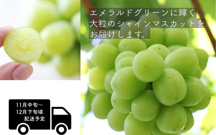 大粒で高糖度、酸味が少なくまろやかな甘みです。
