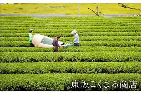 そのぎ茶《茶縁》「つゆひかり」100g×2袋入り 茶 お茶 緑茶 日本茶 茶葉 東彼杵町/東坂こくまる商店 [BCL002] / 茶 お茶 緑茶 日本茶 茶葉 茶 お茶 緑茶 日本茶 茶葉 茶 お茶 