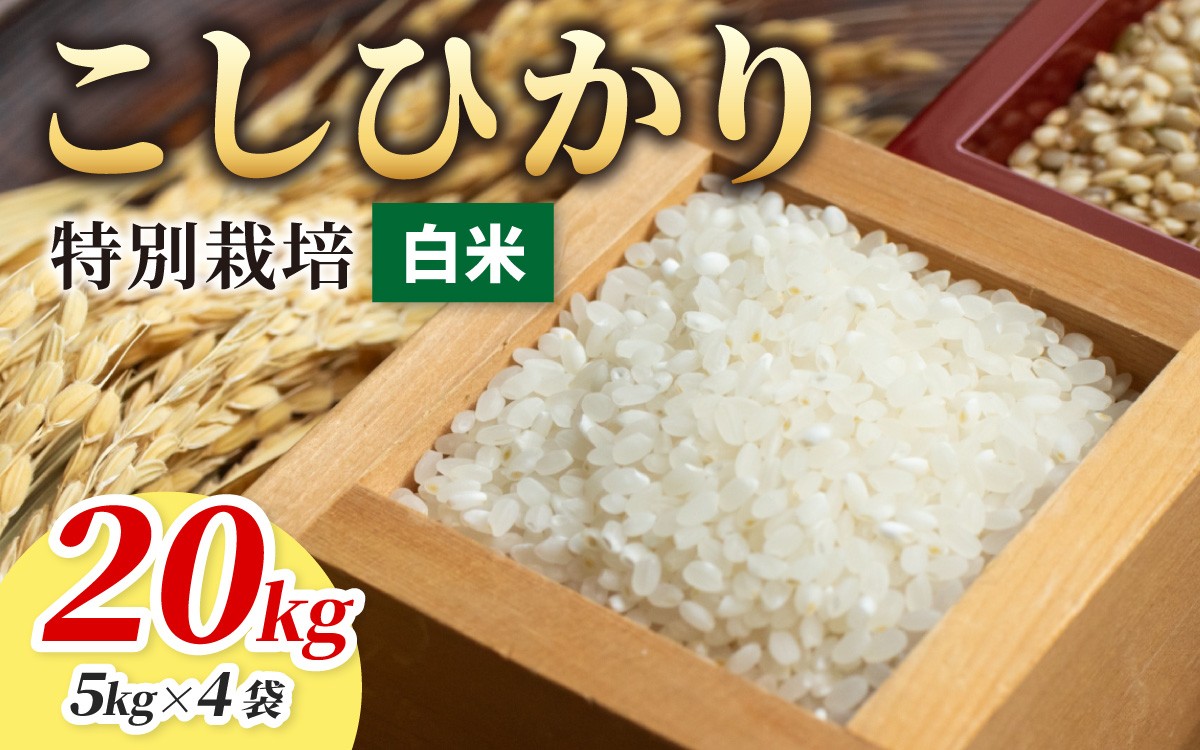 
                  【令和7年産】こしひかり 20kg【白米】減農薬・減化学肥料 「特別栽培米」－地球にやさしいお米－ 
                