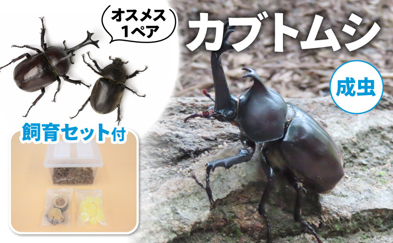 
【配送期間：2025年6月下旬～8月上旬】カブトムシ (成虫) オスメス1ペア飼育セット付 ( 昆虫 飼育観察 自然採集 大型カブトムシ M～Lサイズ 夏休み 自由研究 生き物 自然環境学習 プレゼント 贈り物 ギフト )
