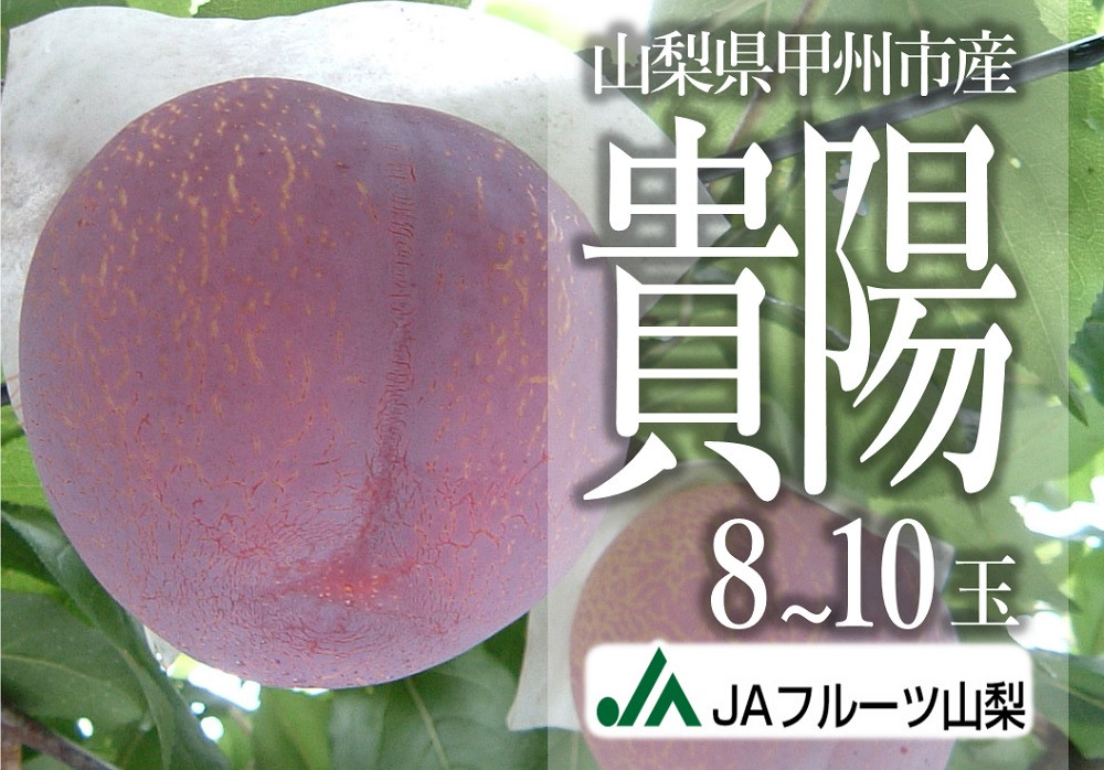 
            JAフルーツ山梨 甲州市産貴陽 8～10玉 【80】【2025年発送】B2-105
          