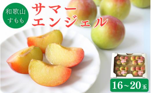 ＜先行予約＞すもも（サマーエンジェル）4パック ※2027年6月下旬～7月上旬頃に順次発送予定【期間限定・数量限定】 / スモモ プラム 冷蔵 季節限定 お取り寄せ 産地直送 贈答品 ギフト 果物 フルーツ 田辺市 和歌山県【ymh013-1】