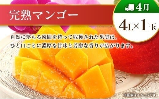 【12回定期便】旬 人気 フルーツ 南国宮崎産 マンゴー ライチ 金柑たまたまエクセレント シャインマスカット ピオーネ いちご みかん 梨 柑橘 太陽のタマゴ きんかん たまたま ぶどう 果物 詰め