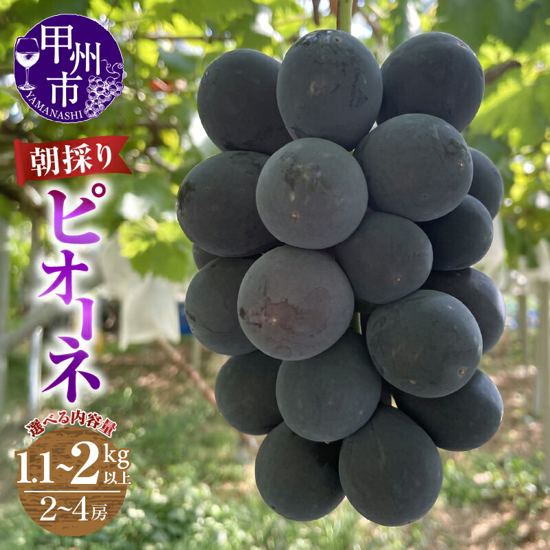 【ふるさと納税】 ピオーネ 2026年 先行予約 クール便 2〜4房 選べる内容量 1.1kg以上 2kg以上 果物 期間限定 9月 10月 発送 朝採り 農家直送 人気 厳選 大粒 フルーツ ぶどう 葡萄 果実 くだもの あめみやぶどう園 冷蔵 山梨県 甲州市 (ABE)