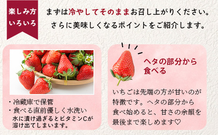 【2025年3月～発送開始】先行予約 熊本県産 いちご ゆうべに 1箱 (250g×4パック) イチゴ 果物 フルーツ 熊本県 多良木町 農園直送 107-0501