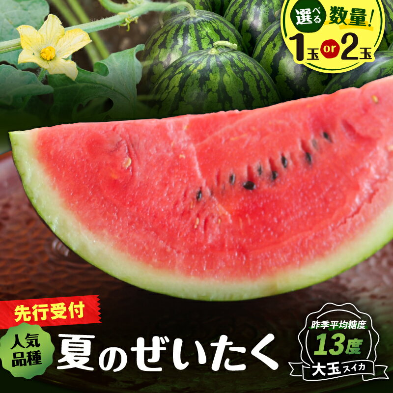 【ふるさと納税】＜選べる数量＞ 高糖度 三浦の 大玉スイカ 1玉 or 2玉 露地栽培 スイカ 大玉 甘い 甘味 果物 フルーツ 西瓜 夏季 期間限定 限定 おいしい すいか 旬の果物 果実 贈答 角田農園 神奈川 三浦市 おすすめ ランキング プレゼント ギフト
