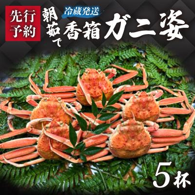 ふるさと納税 加賀市 【冷蔵発送】朝茹で香箱ガニ(ズワイガニのメス)姿5杯セット　2025年11月上旬以降発送