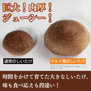 マルイ園のしいたけ（500g袋詰）