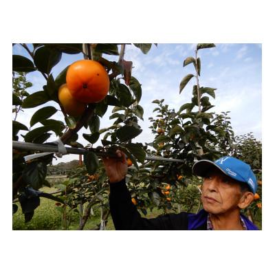 ふるさと納税 かすみがうら市 秋の柿三種(太豊・陽豊・富有から三種類)セット　合計10〜14個　約3.5kg |  | 03