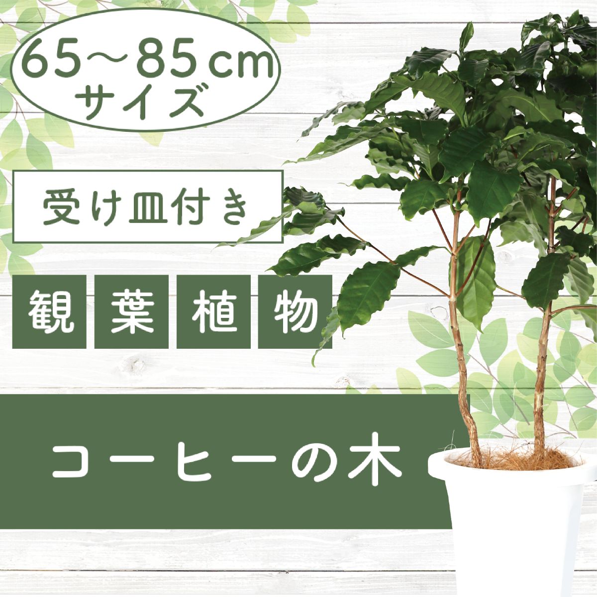 【ふるさと納税】＜先行予約受付中！2025年6月中旬以降順次発送＞コーヒーの木65cm〜85cm 南国鹿児島県で育った 観葉植物！植物 鉢付 インテリア 室内 オフィス おしゃれ プレゼント ギフト 開店祝い 移転祝い マイナスイオン ※北海道・沖縄・離島配送不可※【GreenBase】