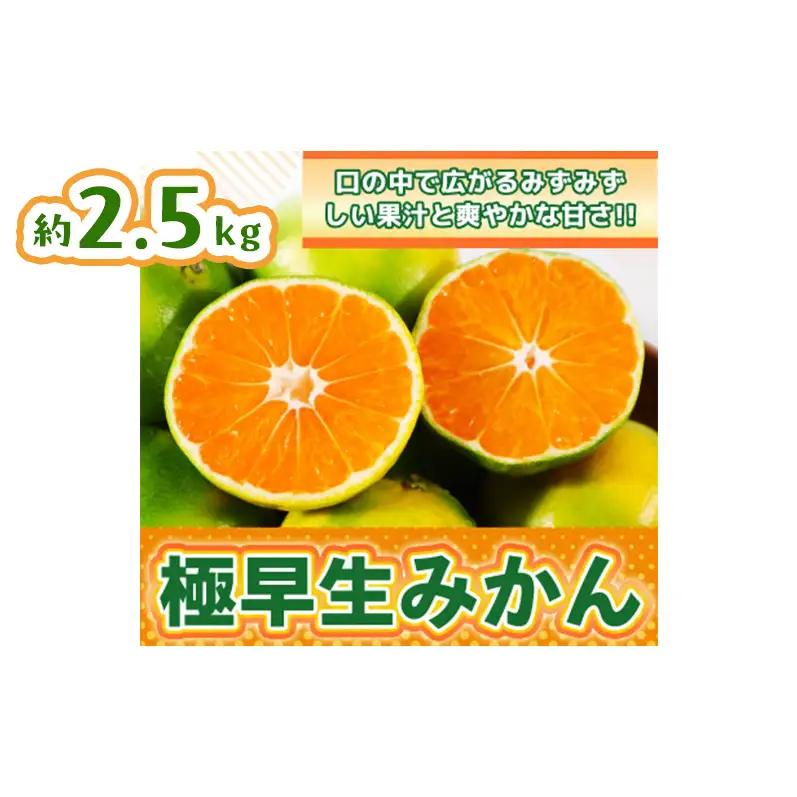 みかん 佐賀県産 極早生みかん みかん【2.5kg】