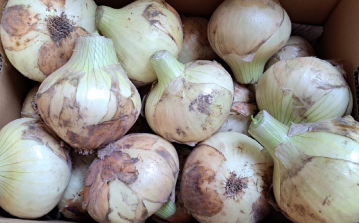 【野菜ソムリエサミット金賞】仲田青果の淡路島いち玉ねぎ