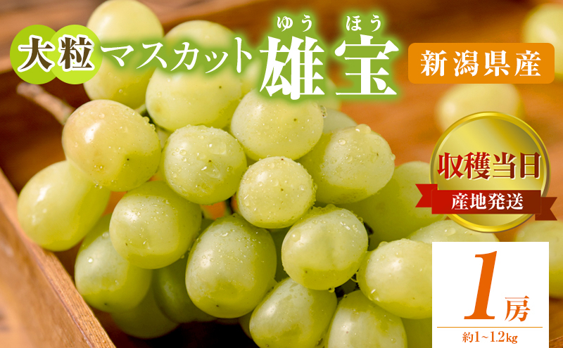 
                  雄宝 1房 約1~1.2kg 収穫当日出荷 大粒 マスカット ぶどう フルーツ 果物 皮ごと食べられるぶどう 新品種 種なし シャインマスカット おやつ デザート 産地直送 新潟県 新潟　
                