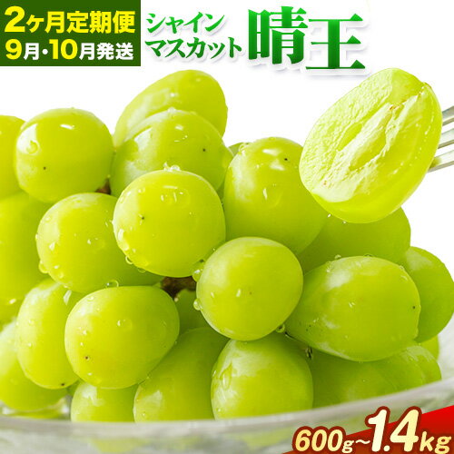 【ふるさと納税】【2ヶ月定期便】ぶどう シャインマスカット 晴王 600g 700g 1.2kg 1.4kg 1房 2房 ハレノフルーツ(アストライ)《9月上旬-10月末頃出荷》岡山県 浅口市 送料無料 フルーツ 果物 マスカット お取り寄せフルーツ【配送不可地域あり】