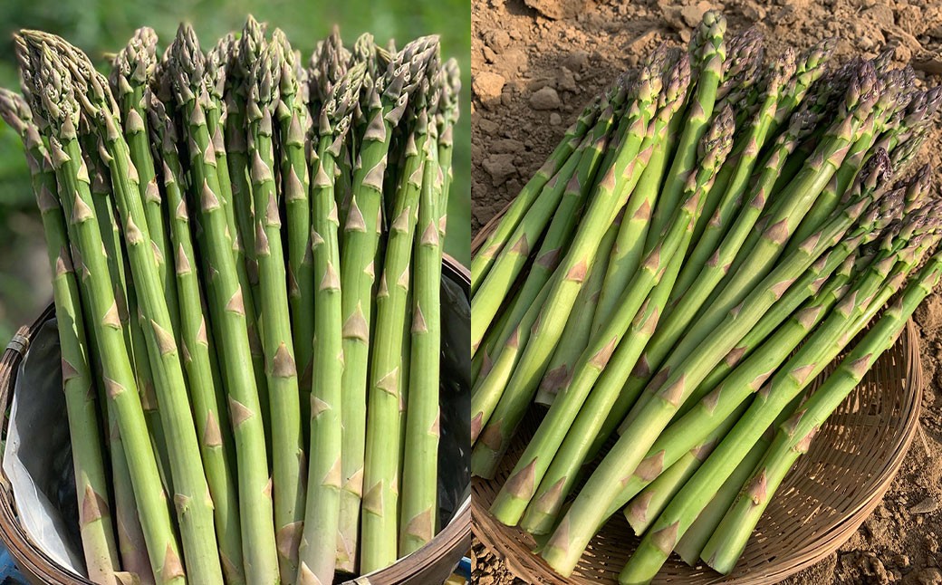 北海道産露地栽培アスパラガス M～2L 約1kg