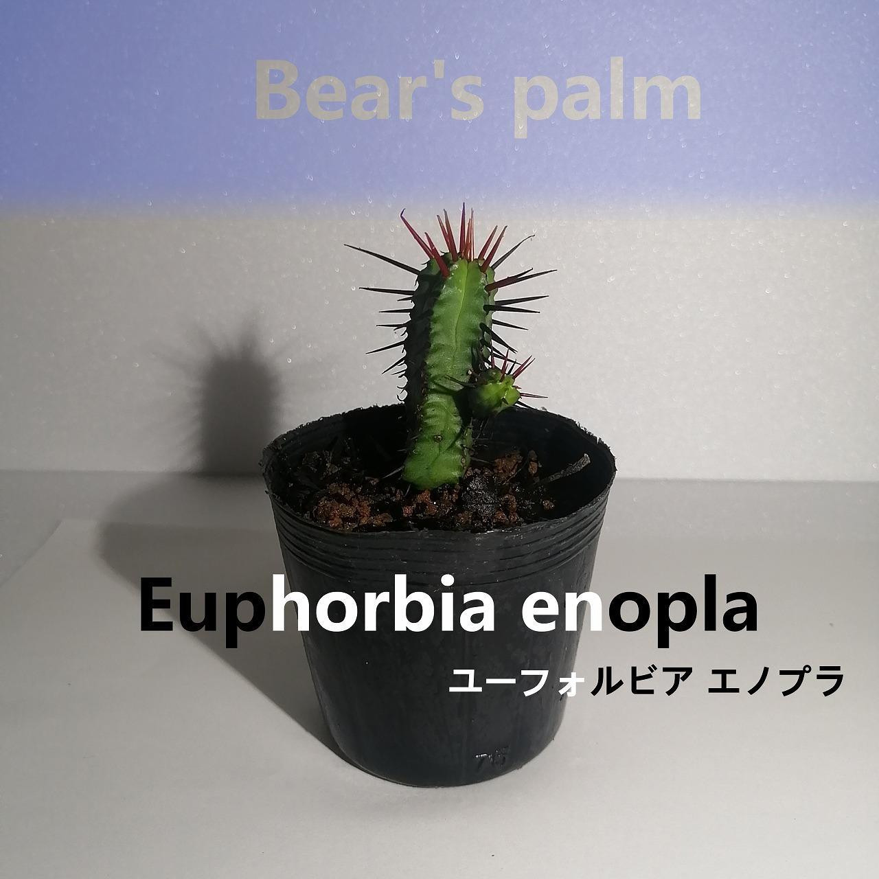 
ユーフォルビアエノプラ　Euphorbia enopla_栃木県大田原市生産品_Bear‘s palm
