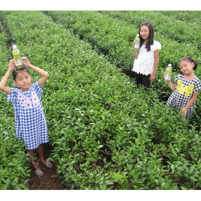 ふるさと納税 掛川市 深蒸し日坂茶ペットボトル500ml×24本 |  | 02