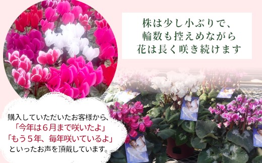【カラー：パープル】11月中旬から順次発送★農林水産大臣賞受賞 ＼選べるカラー／ 愛知県産 シクラメン ５号鉢 中輪パピ 花 ピンク パープル ワインレッド 白 赤 プレゼント 贈り物 鉢花 鉢 ガー