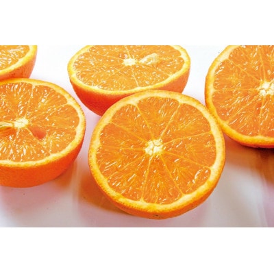 【訳あり】南国特産もぎたてフルーツ たんかん10kg【先行受付】2月下旬より順次発送 B2-14【配送不可地域：離島】【1466329】
