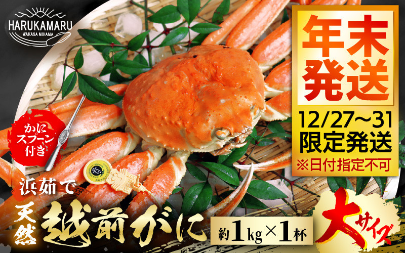 
            ≪浜茹で≫ 地物！天然！越前がに 大サイズ（約1kg） × 1杯 かにスプーン付き【年末発送12/27～12/31限定発送！】はるか丸厳選！獲れたて！茹でたてをお届けします！【冷蔵 本場の味 ボイル 越前ガニ 蟹 茹で ずわいがに ズワイガニ 福井 日本海】 [m36-x005_99]
          