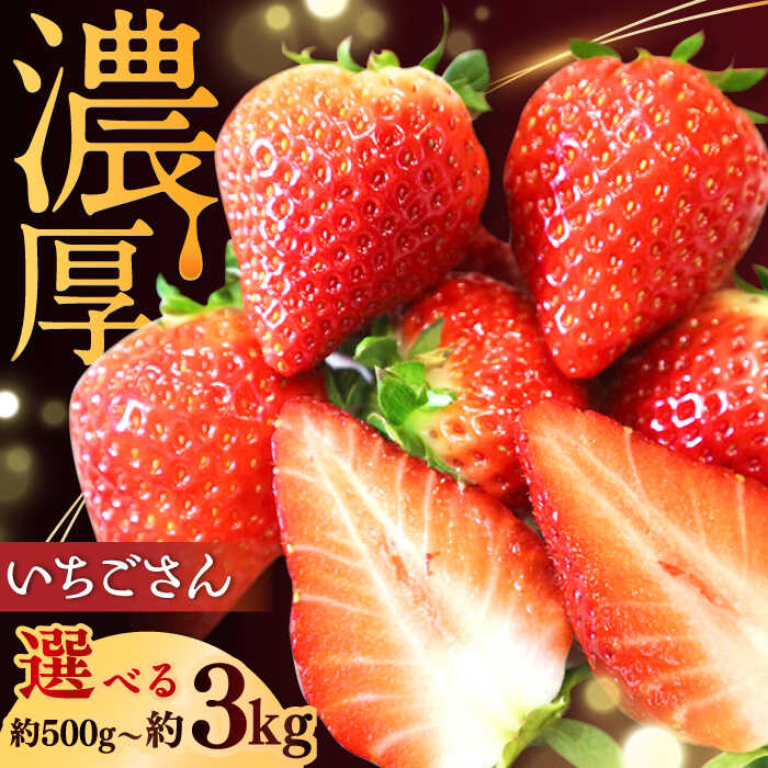 【ふるさと納税】【選べる内容量】【2026年発送 先行予約】いちごさん 約500g-約3kg / 苺 イチゴ いちご フルーツ 果物 / 佐賀県 / リフルット株式会社 [41ABAA001]