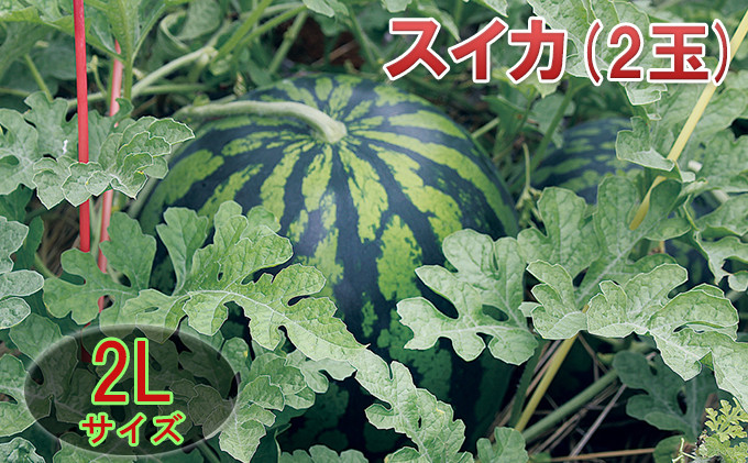 
            [№5984-0120]【在庫数限定】スイカ（2玉）1玉約7kg以上 果物類
          