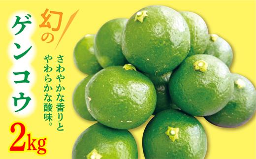 【数量限定】さわやかな香りにやわらかな酸味 幻の ゲンコウ ２kg 希少 _b-421