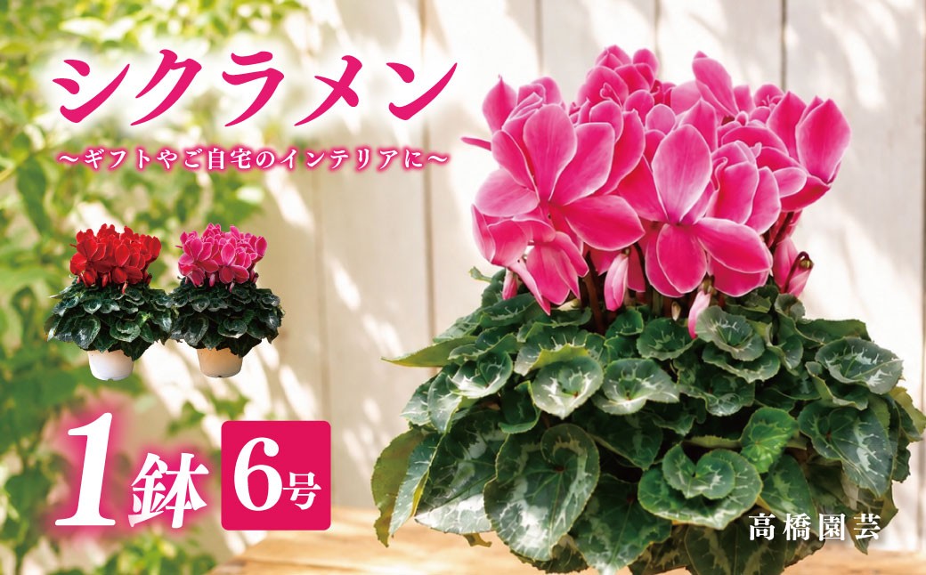 
                  25_012-07-1　高橋園芸の秦野の花　シクラメン（6号）｜しくらめん クリスマス 花 ギフト プレゼント 鉢植 贈答 花ギフト 鉢花 秦野市 神奈川
                