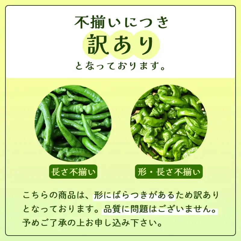 【訳あり】 万願寺甘とう 良品 2kg | 万願寺とうがらし 訳あり野菜 京野菜