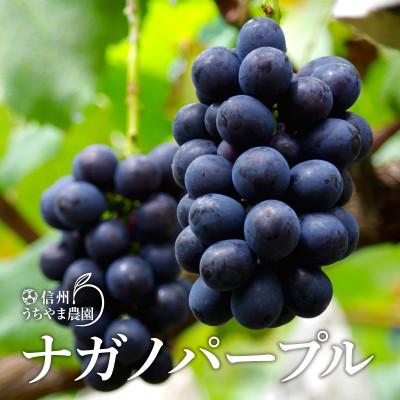 ふるさと納税 長野県 【発送月固定定期便】ナガノパープル★シャインマスカット★信州りんご全3回 |  | 01