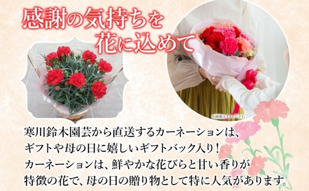 鈴木園芸 ポットカーネーション 赤系 5号鉢 フラワー ギフト 植物 ガーデニング 室内 園芸 花 はな flower 母の日 プレゼント 入学式 お祝い 贈り物 サプライズ 贈り物 卒業式 誕生日 