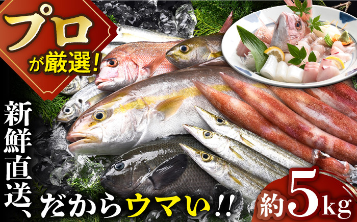 
【着日指定 可能】【漁師から直送】旬の 朝獲れ 鮮魚 約5kg 平戸市 / 綾香水産 [KAC016]
