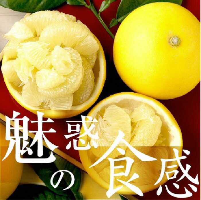 【ふるさと納税】【先行予約】☆至高の柑橘　高知産土佐文旦☆ M 12玉入【家庭用】〈2027年1月下旬頃より順次発送〉/ 柑橘 フルーツ 先行予約 ぶんたん ブンタン 果物 お取り寄せ【TAMURAKAJUEN】[BQAQ009]