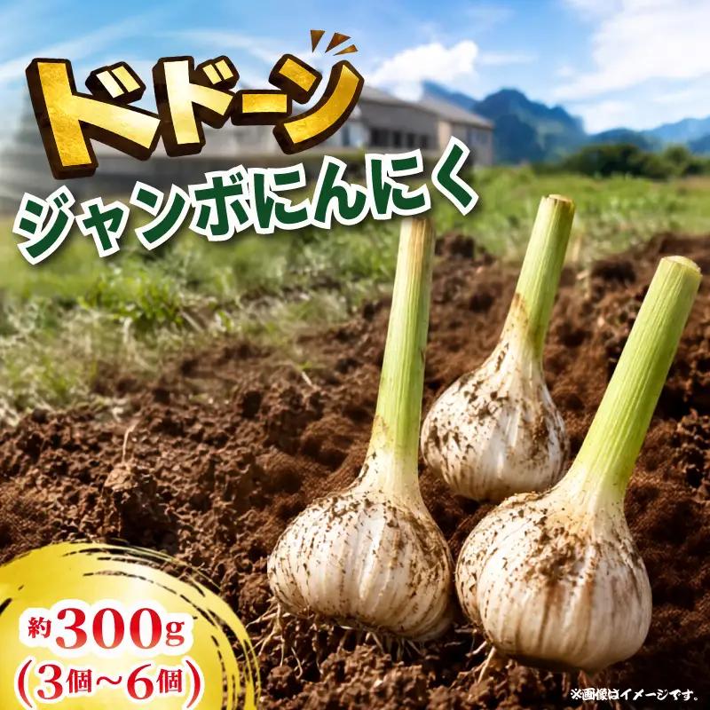 ジャンボにんにく 300g（3～6個）ニンニク