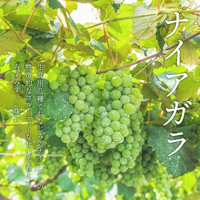 ふるさと納税 余市町 北海道 ワイン ナイアガラ 720ml<余市ワイン>_Y020-0402 |  | 01