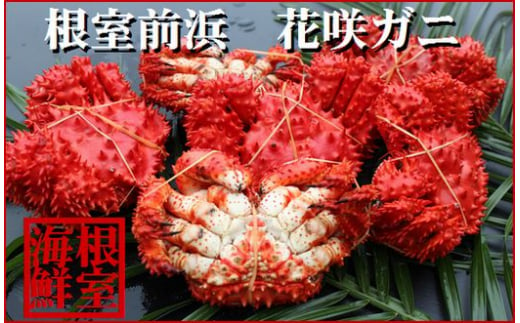 A-57037 【北海道根室産】花咲ガニ4～6尾(計1.2kg)