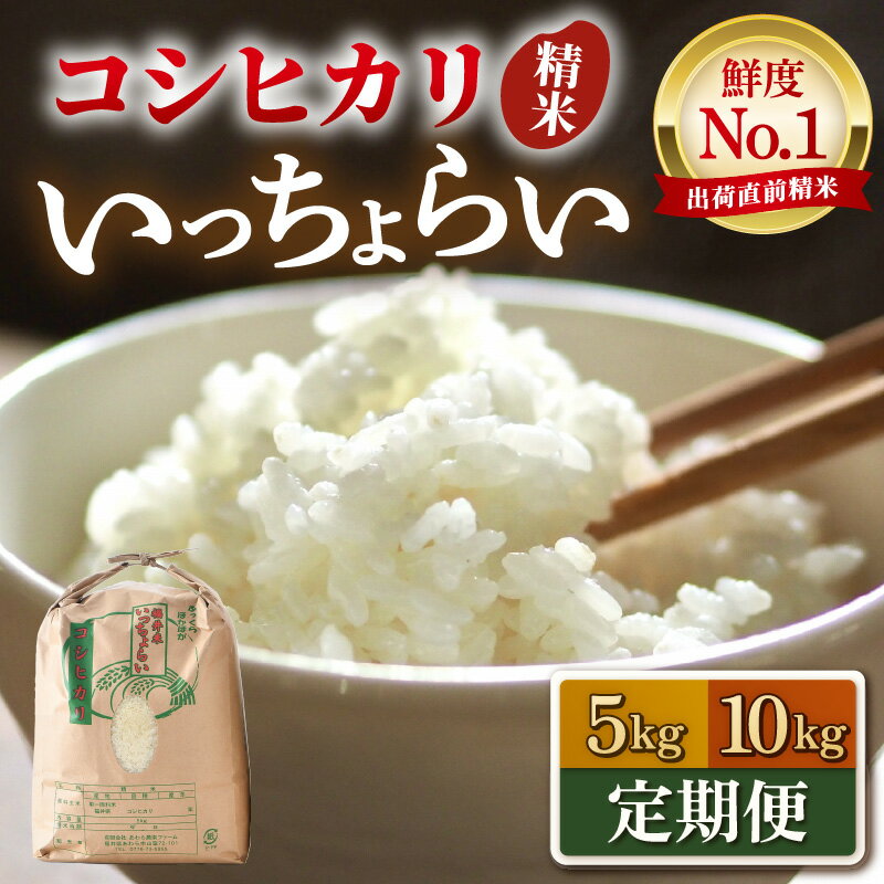 【ふるさと納税】【先行予約】【令和8年産・新米】【一等米】コシヒカリ いっちょらい 精米 5kg 10kg 定期便【選べる容量 定期便 】 ／ 5キロ 10キロ 12ヶ月 福井県産 ブランド米 ご飯 白米 お米 コメ 新鮮 大賞 受賞 新米 あわら産 ※2026年9月下旬以降順次発送予定