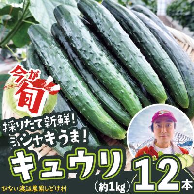 ふるさと納税 大館市 キュウリ 採りたてシャキ旨!12本