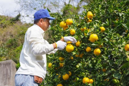 【農家直送】愛媛県産 不知火 贈答用 4.5kg みかん 柑橘 完熟 ※2024年2月下旬～3月下旬頃に順次発送予定