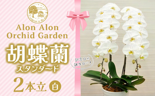 胡蝶蘭（スタンダード）２本立／NPO法人Alon Alon　花 胡蝶蘭 コチョウラン 2本 おすすめ 生花 スタンダード 鉢植え 障がい者 自立支援 高品質 贈答用 ギフト 贈り物 プレゼント お祝い 御祝い 開店祝い 就職祝い 卒業 入学 誕生日 敬老の日 父の日 母の日 慶弔花 記念日 有名企業 著名人 Alon Alon 千葉県 富津市 送料無料