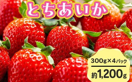【先行予約】とちあいか 290g×4パック 計1160g｜いちご イチゴ 苺 贈答用 ギフト 風袋入り 平詰め ハンモックトレー 果物 くだもの フルーツ 数量限定 しおやブランド いちごソムリエ 栃木県 塩谷町 ※2026年1月中旬～3月下旬頃に順次発送予定 ※離島への配送不可