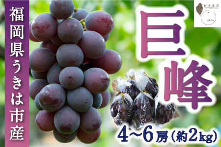 【先行予約】石井農園 巨峰 4房から6房 (約2kg) 2025年8月中旬から9月上旬 出荷予定