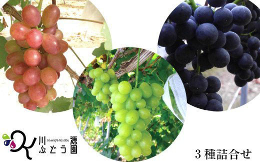 
                  種なしぶどう おまかせミックス 《３品種詰合せ》（約3～5房） 【681】
                