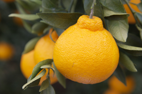 【先行予約】【2026年3月上旬〜3月下旬頃発送予定】デコポン発祥の地 宇城産 露地物デコポン 約5kg（18〜20玉）